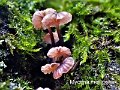 Mycena meliigena-amf2094